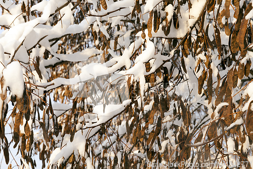 Image of Forest in winter