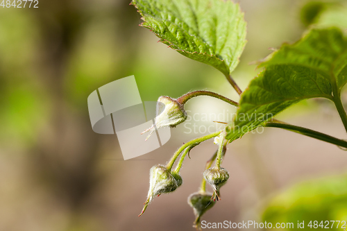 Image of closed buds of raspberry