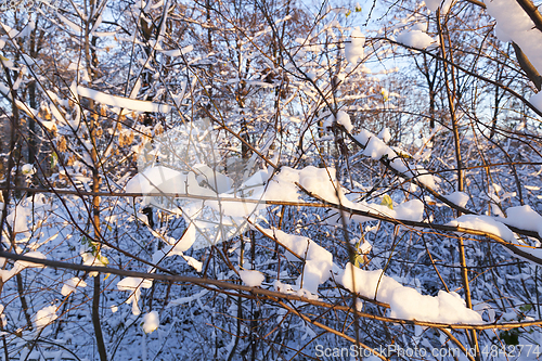 Image of trees in the snow