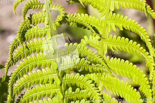 Image of leaf of fern