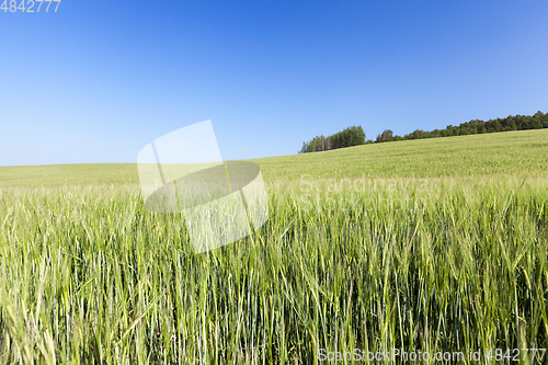 Image of Field with cereal