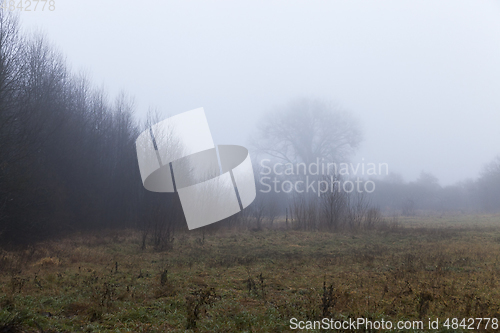 Image of Maple forest in autumn