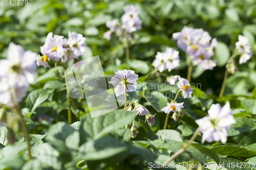 Image of flower of a potato, close-up