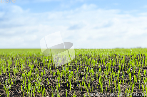 Image of agriculture, cereal