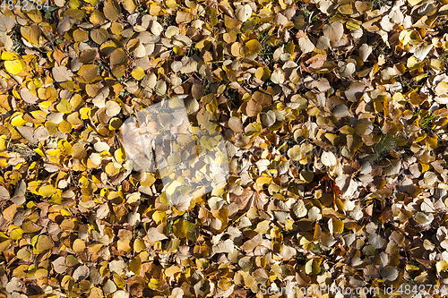 Image of foliage on the ground