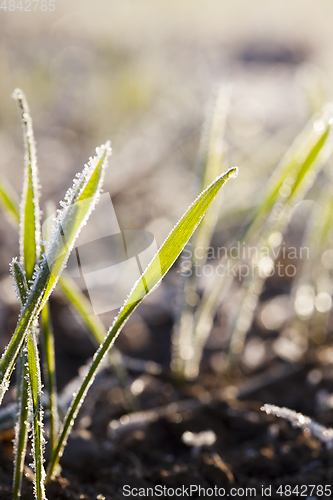 Image of Green grass close-up