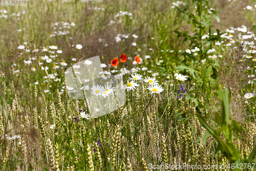 Image of white flowers