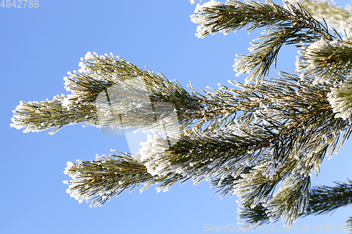 Image of covered with snow pine