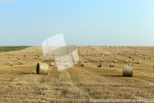 Image of haystacks in a field of straw