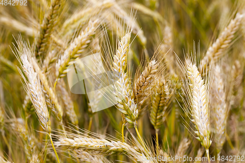 Image of Ripening ears