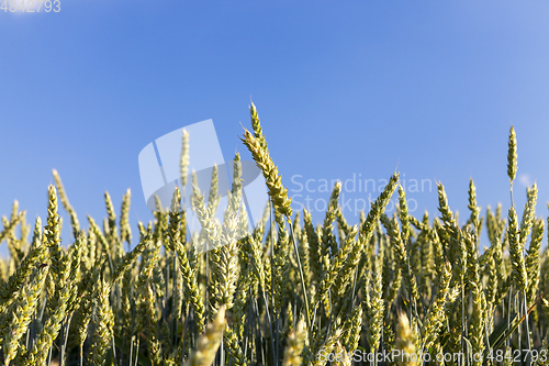 Image of Field with cereal