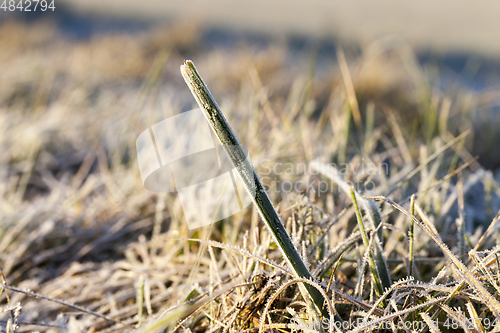 Image of green grass in the frost