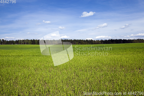 Image of field in spring