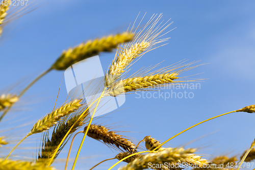 Image of Gold wheat field