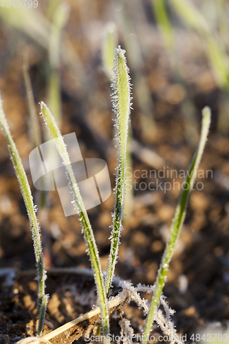 Image of Green grass close-up