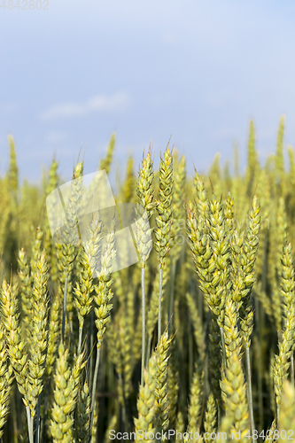 Image of Green wheat field