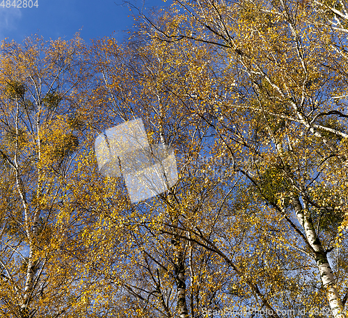 Image of Yellowed leaves of the birch