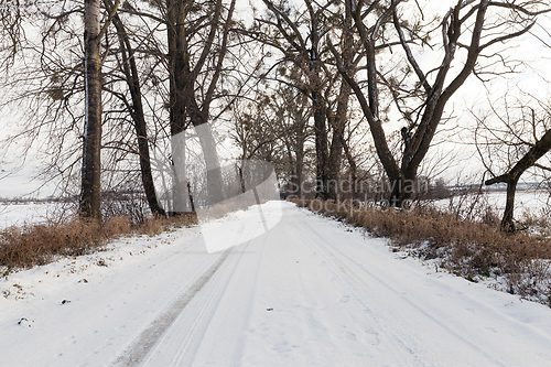 Image of trees on roadside