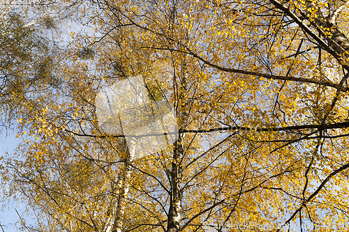 Image of Yellowed leaves of the birch