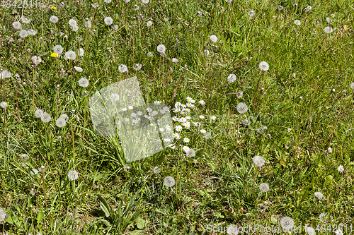 Image of Spring flower meadow