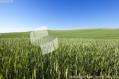 Image of Field with cereal
