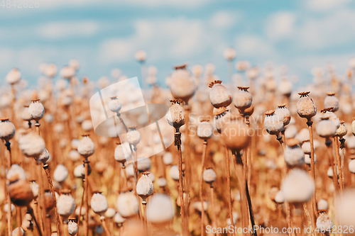 Image of poppy heads on the field