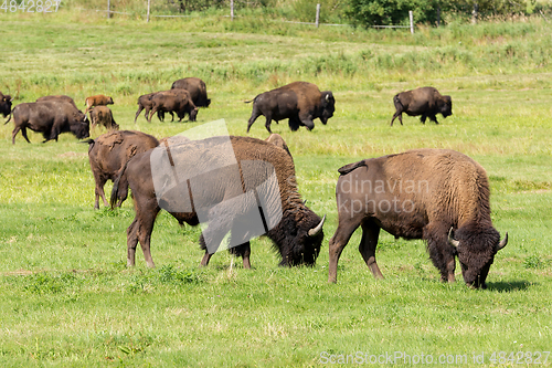 Image of American bison (Bison bison) simply buffalo