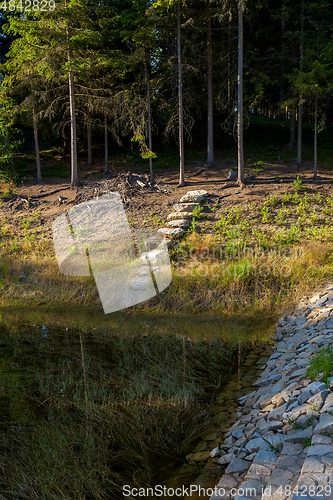 Image of pond in the summer forest