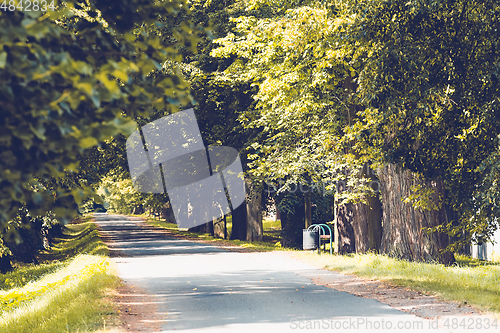 Image of Beautiful asphalt road and tree alley.