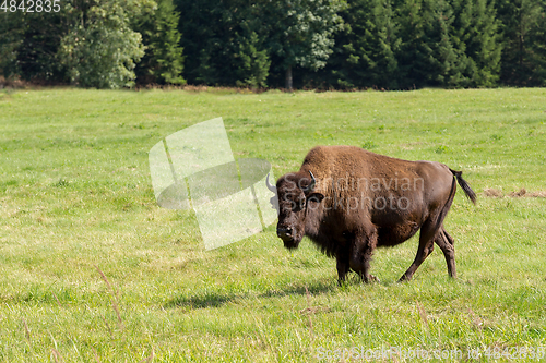 Image of American bison (Bison bison) simply buffalo