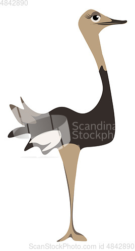 Image of A tall ostrich vector or color illustration