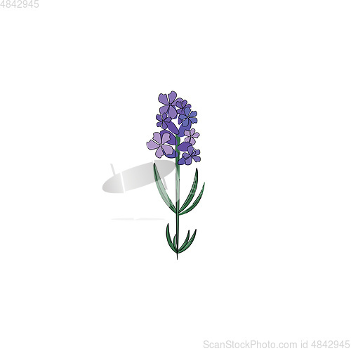 Image of Lavender plant vector or color illustration