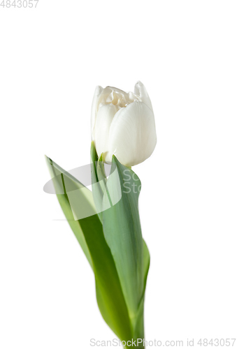 Image of Close up of beautiful tulip isolated on white background