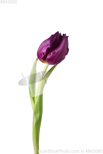 Image of Close up of beautiful tulip isolated on white background