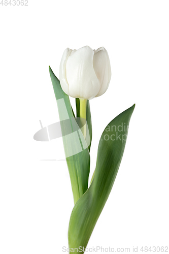 Image of Close up of beautiful tulip isolated on white background