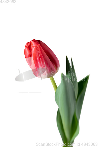 Image of Close up of beautiful tulip isolated on white background