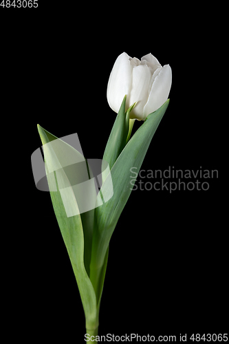 Image of Close up of beautiful tulip isolated on black background