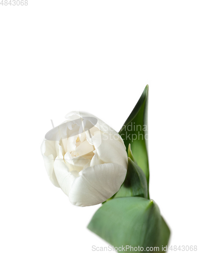 Image of Close up of beautiful tulip isolated on white background