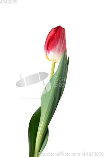 Image of Close up of beautiful tulip isolated on white background