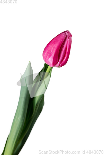 Image of Close up of beautiful tulip isolated on white background