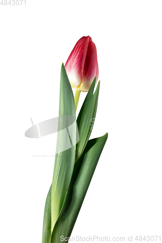 Image of Close up of beautiful tulip isolated on white background