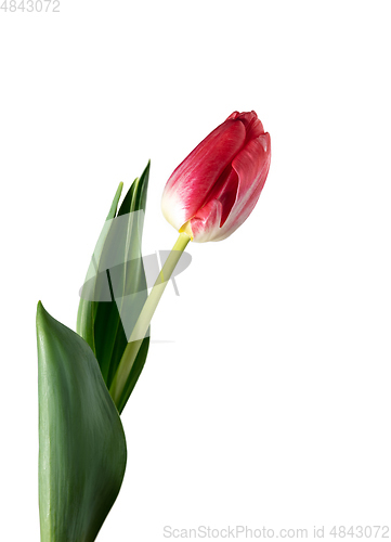 Image of Close up of beautiful tulip isolated on white background