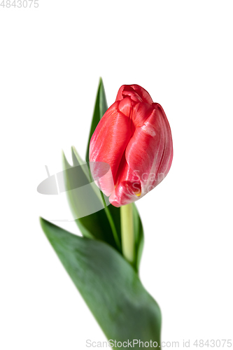 Image of Close up of beautiful tulip isolated on white background