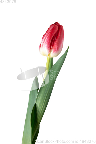 Image of Close up of beautiful tulip isolated on white background