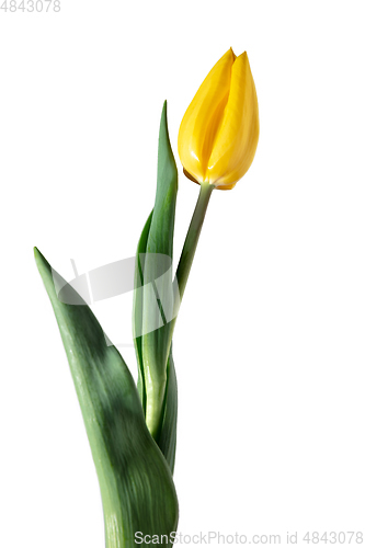 Image of Close up of beautiful tulip isolated on white background