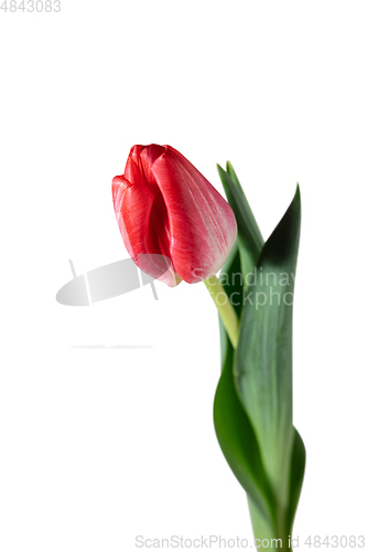 Image of Close up of beautiful tulip isolated on white background