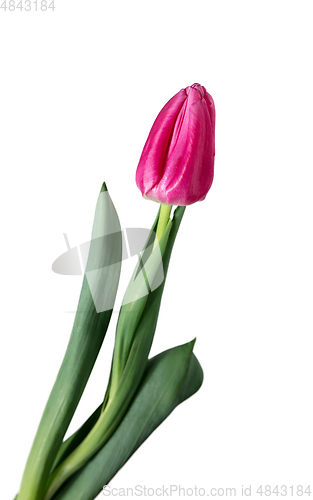 Image of Close up of beautiful tulip isolated on white background