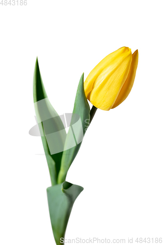 Image of Close up of beautiful tulip isolated on white background