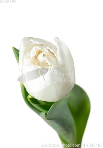 Image of Close up of beautiful tulip isolated on white background