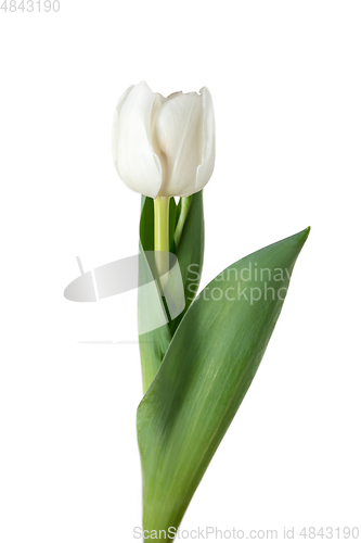 Image of Close up of beautiful tulip isolated on white background